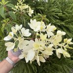 Hortenzia metlinatá (Hydrangea paniculata) ´GROUNDBREAKER® BLUSH´ by LIVING CREATIONS®´ - výška 20-30 cm, kont. C1.5L